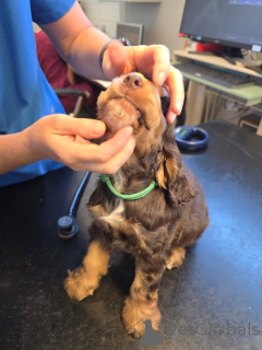 Foto №2 zu Ankündigung № 169105 zu verkaufen english cocker spaniel - einkaufen Finnland quotient 	ankündigung