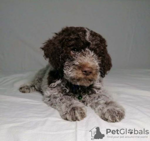 Foto №3. Lagotto Romagnolo Welpen. Serbien