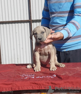 Foto №1. cane corso italiano - zum Verkauf in der Stadt Belgrad | verhandelt | Ankündigung № 120717