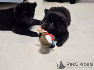 Zusätzliche Fotos: Svensk Lapphund Welpen FCI