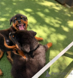 Foto №3. Gesunde Rottweilerwelpen zu verkaufen... Kontaktieren Sie mich per WhatsApp. Deutschland