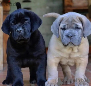 Foto №1. cane corso italiano - zum Verkauf in der Stadt Batumi | verhandelt | Ankündigung № 174904