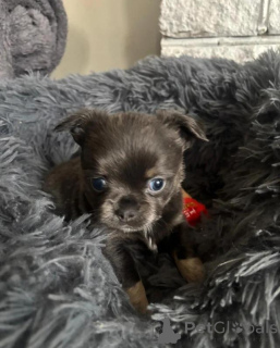 Foto №3. Chihuahua-Welpen 3 Monate alt. Deutschland