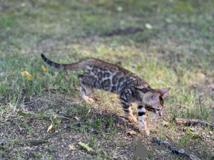 Foto №2 zu Ankündigung № 36694 zu verkaufen bengal katzenrasse - einkaufen USA quotient 	ankündigung, vom kindergarten, züchter