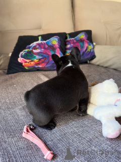 Foto №2 zu Ankündigung № 171272 zu verkaufen französische bulldogge - einkaufen Tschechische Republik züchter