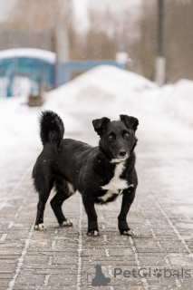 Foto №3. Geben wir einen gutaussehenden Kerl namens Shnyrek in gute Hände!. Russische Föderation
