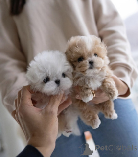 Foto №1. pudel (toy) - zum Verkauf in der Stadt Sydney | verhandelt | Ankündigung № 138678