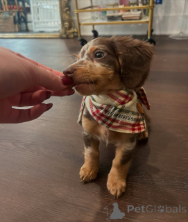 Foto №1. dackel - zum Verkauf in der Stadt Helsinki | 500€ | Ankündigung № 164016