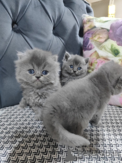 Foto №2 zu Ankündigung № 139144 zu verkaufen american bobtail - einkaufen Türkei züchter