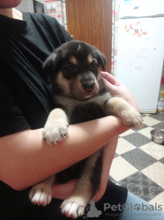 Foto №2 zu Ankündigung № 83963 zu verkaufen deutscher schäferhund - einkaufen Weißrussland quotient 	ankündigung