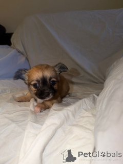 Foto №3. Tapaa upeat brindle-chihuahuan pentumme!. Finnland
