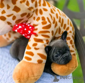 Foto №1.  - zum Verkauf in der Stadt Bad Wildungen | verhandelt | Ankündigung № 167016