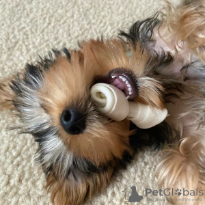 Foto №2 zu Ankündigung № 133372 zu verkaufen yorkshire terrier - einkaufen Deutschland quotient 	ankündigung