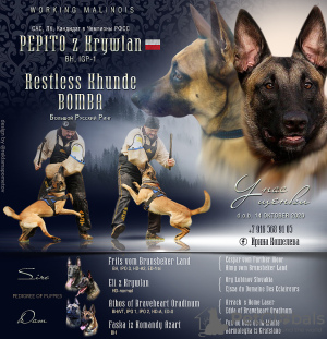 Foto №1. belgischer schäferhund - zum Verkauf in der Stadt Balashikha | 388€ | Ankündigung № 8575