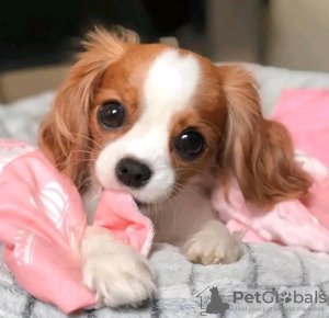 Foto №2 zu Ankündigung № 116643 zu verkaufen cavalier king charles spaniel - einkaufen Finnland quotient 	ankündigung, züchter