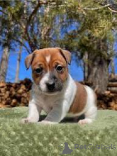 Foto №2 zu Ankündigung № 164685 zu verkaufen jack russell terrier - einkaufen Finnland quotient 	ankündigung, züchter