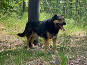 Foto №1. mischlingshund - zum Verkauf in der Stadt Москва | Frei | Ankündigung № 144343