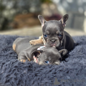 Foto №2 zu Ankündigung № 163616 zu verkaufen französische bulldogge - einkaufen Frankreich züchter