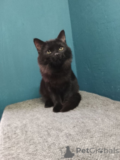 Foto №3. Die schöne Gayana ist auf der Suche nach ihrer Familie.. Russische Föderation