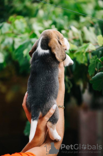 Foto №2 zu Ankündigung № 84063 zu verkaufen beagle - einkaufen USA quotient 	ankündigung, züchter