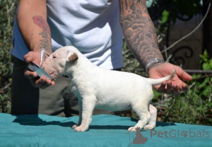 Foto №3. Top standard bull terrier puppies. Serbien