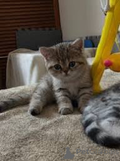 Foto №3. Europäische Chatons sind vor Ort verfügbar.. Finnland