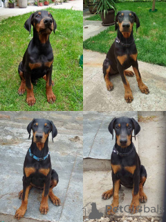 Foto №4. Ich werde verkaufen dobermann in der Stadt Belgrad.  - preis - 350€