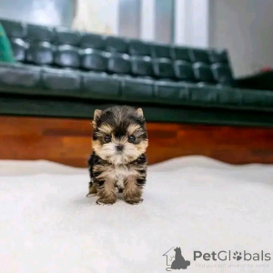 Foto №3. Teetasse Yorkie Welpe zur Adoption. USA