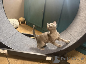 Foto №1. burma-katze - zum Verkauf in der Stadt Burgdorf | 350€ | Ankündigung № 173288