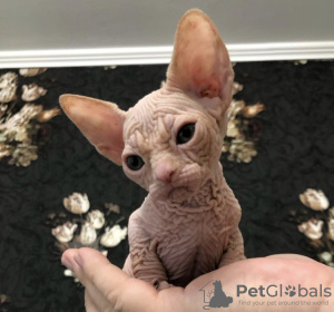 Foto №2 zu Ankündigung № 87611 zu verkaufen sphynx cat - einkaufen USA quotient 	ankündigung