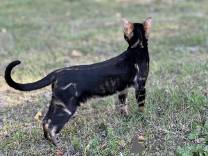 Foto №4. Ich werde verkaufen bengal katzenrasse in der Stadt Ливерпуль. quotient 	ankündigung, vom kindergarten, züchter - preis - verhandelt