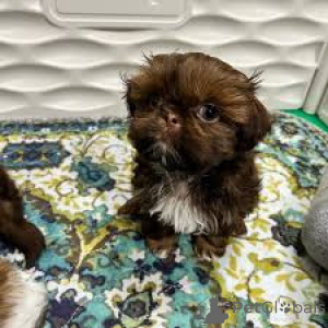 Foto №3. Cuccioli von Shih Tzu im Verkauf. Italien