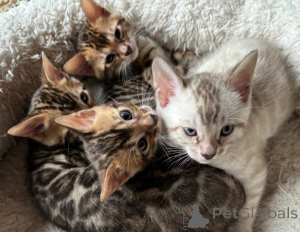 Foto №1. bengal katzenrasse - zum Verkauf in der Stadt Emkhuzweni | verhandelt | Ankündigung № 172055