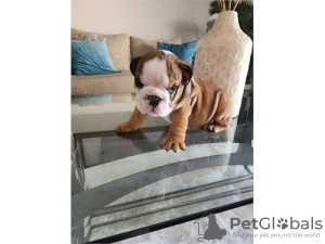 Foto №1. englische bulldogge - zum Verkauf in der Stadt Heilbronn | 402€ | Ankündigung № 99129