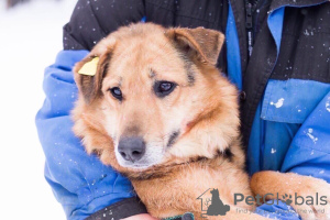 Foto №1. mischlingshund - zum Verkauf in der Stadt Perm | Frei | Ankündigung № 9038