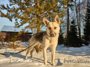 Foto №3. Vesta sucht ein Haus!. Russische Föderation