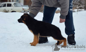 Zusätzliche Fotos: Das Reservat ist geöffnet. Deutscher schäferhund welpen. FCI.