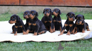 Foto №3. Dobermann BESTE Welpen. Serbien