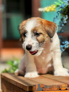 Foto №3. Welpe Jack Russell Terrier vom Champions mit der Genealogie. Russische Föderation