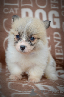 Foto №4. Ich werde verkaufen welsh corgi in der Stadt Kragujevac. züchter - preis - verhandelt