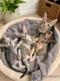 Foto №1. savannah-katze - zum Verkauf in der Stadt Essenbach | 350€ | Ankündigung № 173645