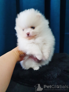 Foto №4. Ich werde verkaufen pommersche spitz in der Stadt Tiflis. quotient 	ankündigung, vom kindergarten, züchter - preis - verhandelt