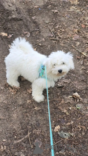 Foto №2 zu Ankündigung № 176566 zu verkaufen bichon frisé - einkaufen Finnland 
