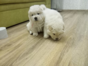 Foto №3. Chow Chow. Weißrussland