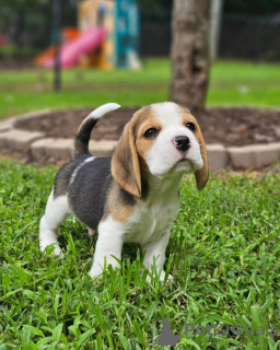 Foto №4. Ich werde verkaufen beagle in der Stadt Bremen. quotient 	ankündigung - preis - 360€