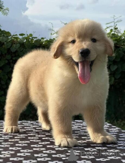 Foto №1. golden retriever - zum Verkauf in der Stadt Stockholm | verhandelt | Ankündigung № 169763