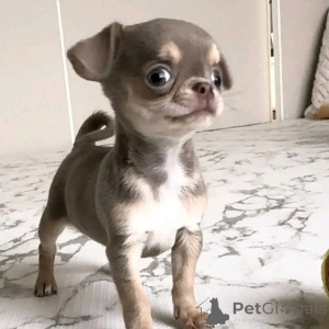 Foto №2 zu Ankündigung № 152836 zu verkaufen chihuahua - einkaufen Deutschland quotient 	ankündigung