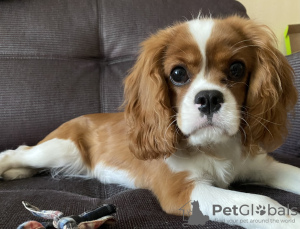 Foto №2 zu Ankündigung № 105775 zu verkaufen cavalier king charles spaniel - einkaufen Russische Föderation quotient 	ankündigung