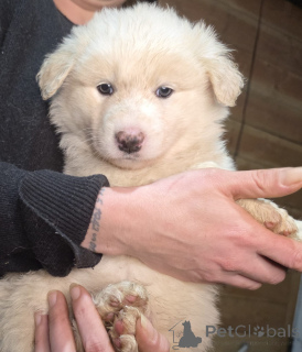 Foto №1. mischlingshund - zum Verkauf in der Stadt Darmstadt | 400€ | Ankündigung № 152382