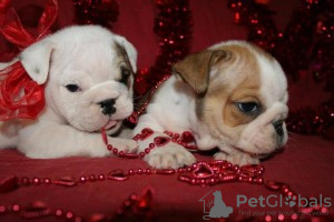 Foto №1. englische bulldogge - zum Verkauf in der Stadt Гаджар | Frei | Ankündigung № 113562